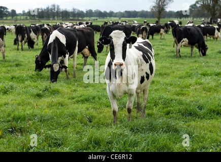 Les vaches Holstein Friesian sur une ferme laitière près de Moss Vale, New South Wales, Australie Banque D'Images