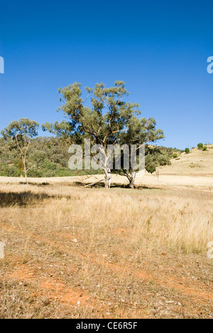 Une scène rurale, près de Mudgee, New South Wales, Australie Banque D'Images