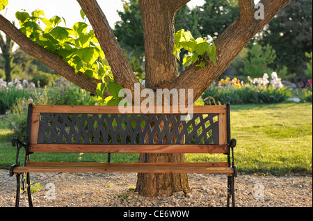 Banc en bois dans un jardin sous un arbre, Provence, France Banque D'Images