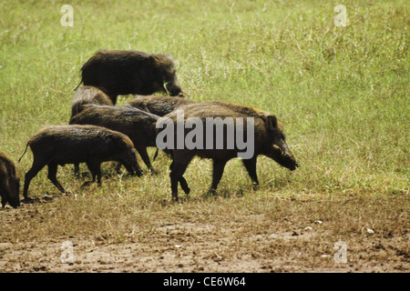 Sanglier ; sanglier ; porc sauvage ; porc sauvage ; porc sauvage ; sus scrofa ; inde ; asie Banque D'Images