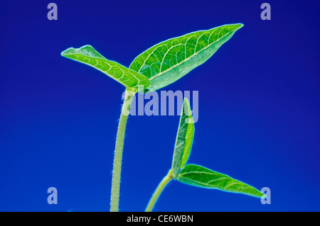 RHS 86055 : plante verte feuille feuilles sur la germination des graines sur fond bleu Banque D'Images