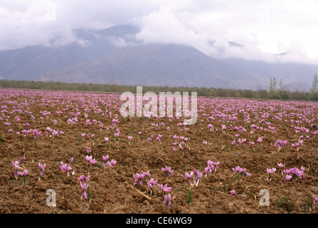 Fleurs de safran pourpres champ en fleur ; Pampore ; ville de Saffron au Cachemire ; Pampur ; Srinagar ; Cachemire ; Inde ; Asie Banque D'Images