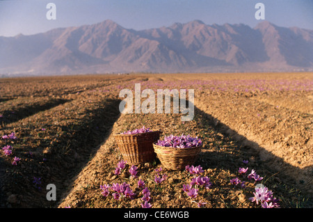 Paniers de canne remplis de fleurs de safran violet dans le champ de safran en fleur , Pampore , Anantnag , Jammu et Cachemire , Inde , Asie Banque D'Images