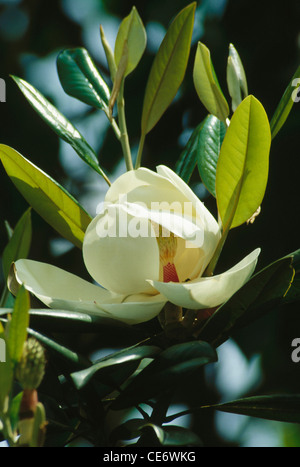 Magnolia blanc fleur plante près de lukla sur chemin de l'Everest base camp trek Népal Banque D'Images