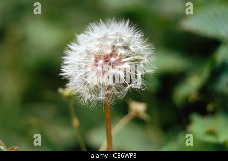 Fleur de pissenlit ; Taraxacum officinale wigg sur fond noir ; Inde ; Asie Banque D'Images