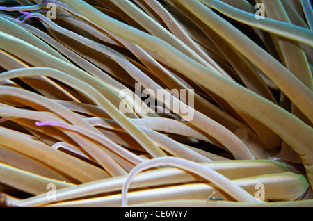 L'Anémone Anemonia viridis (Snakelocks), close-up, vue sous-marine Banque D'Images