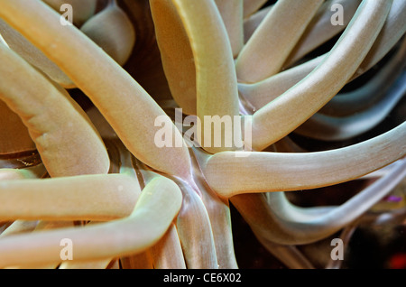 Snakelocks - Anémone Anemonia viridis, close-up, vue sous-marine Banque D'Images