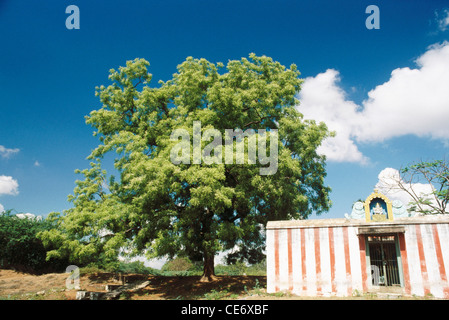 Neem Tree ; lilas indien ; Nimtree ; Azadirachta indica ; inde ; asie Banque D'Images