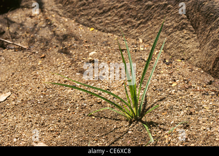 Les mauvaises herbes de l'écrou - Cyperus rotundus Banque D'Images