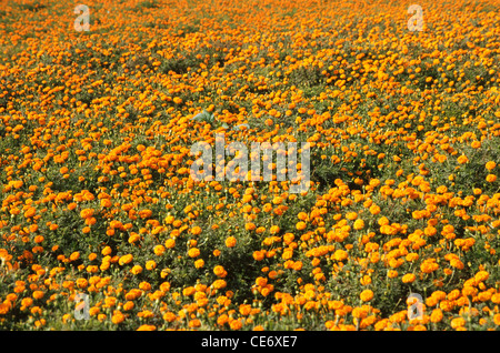 floriculture orange marigold fleurs champ ; inde ; asie Banque D'Images