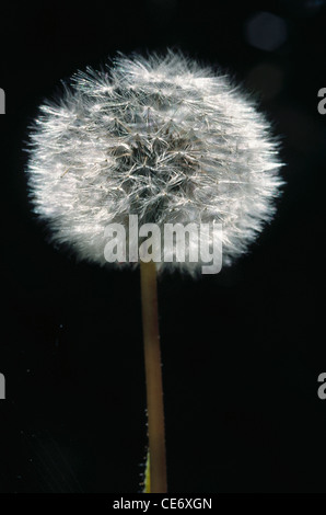 Fleur de pissenlit ; Taraxacum officinale wigg sur fond noir ; inde ; asie Banque D'Images