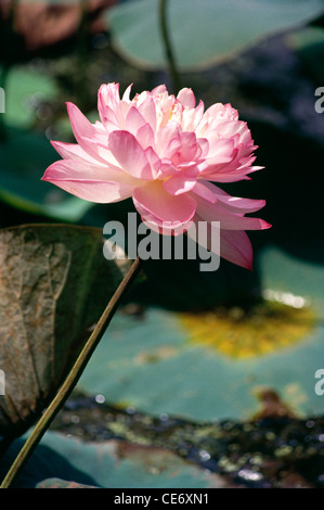 86286 MAA : rose fleur de lotus Nelumbo nucifera étang en croissant Banque D'Images