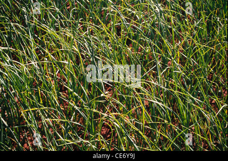 MMN 83649 : champ récolte de végétaux GINGEMBRE Zingiber officinale Roscoe inde Banque D'Images