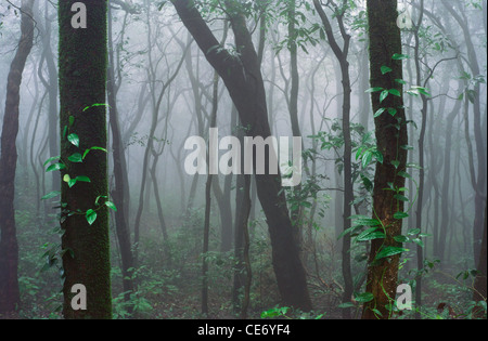 86394 NMK : Forêt jungle tropicale feuillage arbres troncs mist matheran maharashtra inde Banque D'Images