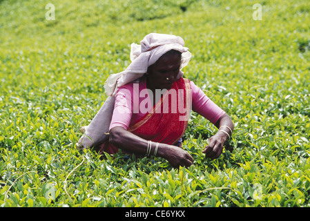 Femme ceylanais plumaison de feuilles de thé fraîches dans le jardin de thé de l'hôtel tea factory ; ; ; nuwareliya ; Inde srilanka Banque D'Images