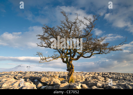 Ingleborough de cicatrice Twistleton fin Banque D'Images