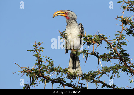 Calao à bec jaune (Tockus flavirostris) dans un arbre, l'Afrique australe Banque D'Images