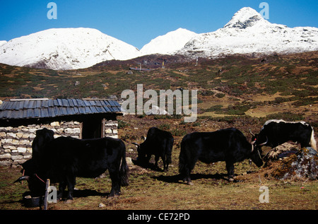 Yaks ; bos grunniens ; Dzongri ; Sikkim ; inde ; asie Banque D'Images