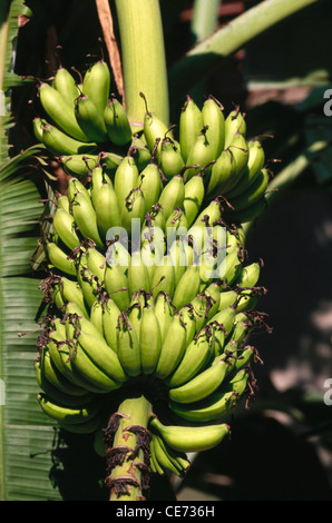 bouquet de bananes vertes sur l'arbre ; inde ; asie Banque D'Images