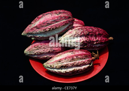 graines de cacao de cacao ; kerala ; inde ; asie Banque D'Images