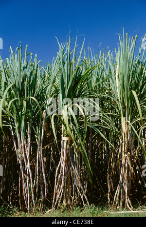 Canne à sucre ; canne à sucre ; champ de culture ; inde ; asie Banque D'Images