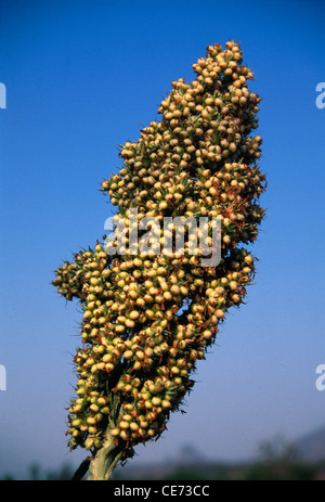 Sorgho ; récolte de Jowar ; ferme de Jawar ; champ de Jawhar ; murbad ; thane ; maharashtra ; inde ; asie Banque D'Images