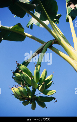 gros plan de bouquet de fruits de banane verte sur arbre ; bordi ; maharashtra ; inde ; asie Banque D'Images