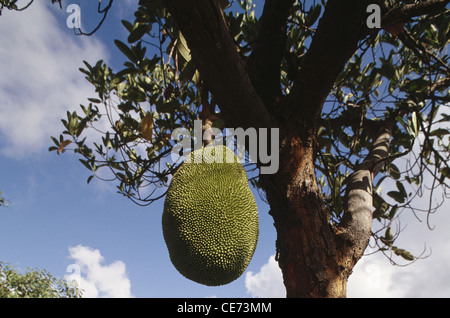 Jaque growing on tree Banque D'Images