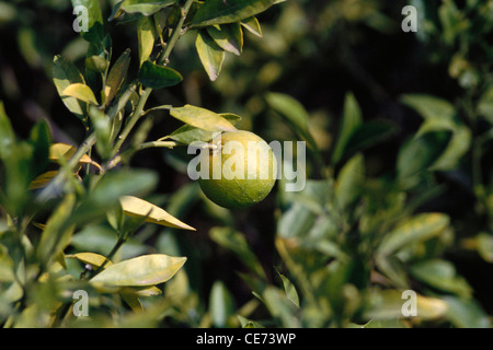 mousambi, musambi, citron doux, citron doux, limetta douce, citron doux croissant sur l'arbre ; inde ; asie Banque D'Images