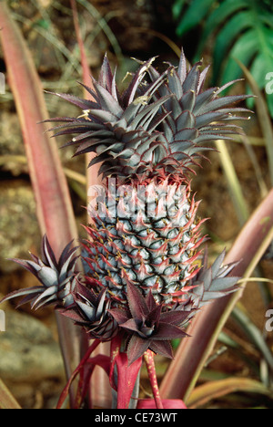 Plante de fruits d'ananas poussant dans le champ ; Ananas comosus ; inde ; asie Banque D'Images