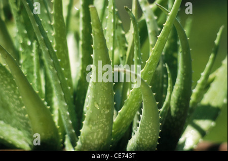 82069 : Aloevera NVM herbal Aloe vera produit d'herbes de la médecine ayurvédique soins personnels Banque D'Images