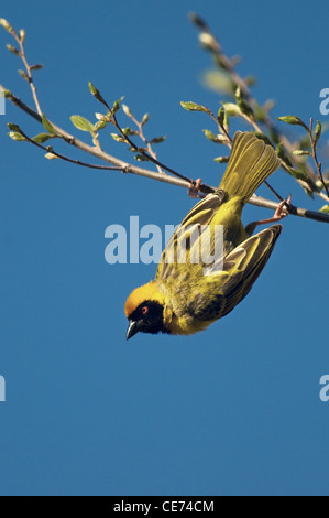 Le sud de masked weaver décollant de branche de l'arbre dans les montagnes de Drakensberg , bourgeon , Afrique du Sud Banque D'Images