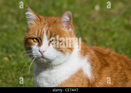 Orange avec tom blanc chat dans jardin aux beaux jours en mars Banque D'Images