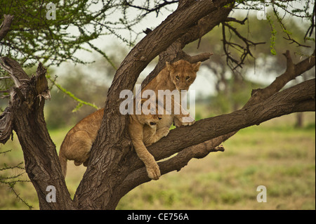 Deux jeunes lions d'oursons sur Acacia tree branch Banque D'Images