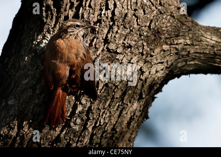 Grimpar Nasican étroit (Lepidocolaptes angustirostris) praedatus Banque D'Images