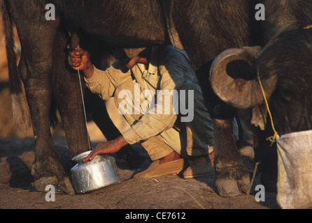 L'homme indien buffalo traite junagad rif Gujarat Inde Banque D'Images