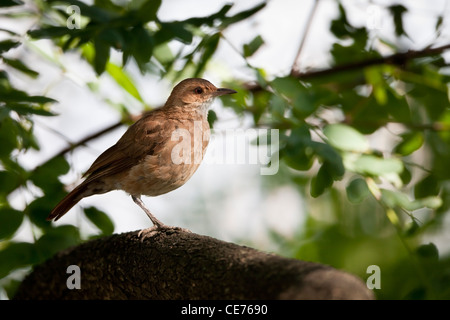 Le Fournier Roux (Furnarius rufus) paraguayae à la réserve écologique de Buenos Aires à Buenos Aires, Argentine. Banque D'Images