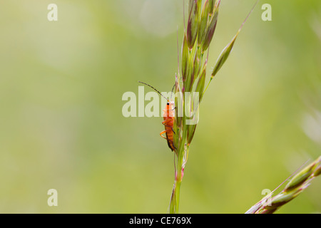 (Rhagonycha fulva) coléoptère perché sur une tige d'herbe Banque D'Images