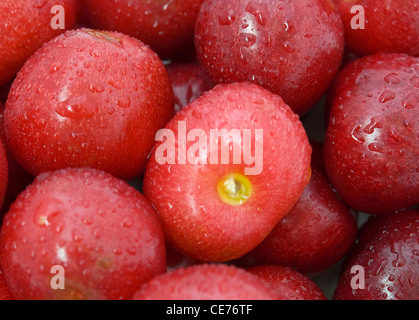 Tas de cerises fraîchement cueillies Banque D'Images