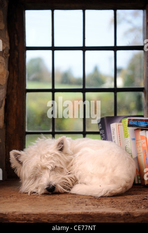 Un West Highland White Terrier chien dormir sur un rebord de fenêtre dans une maison UK Banque D'Images