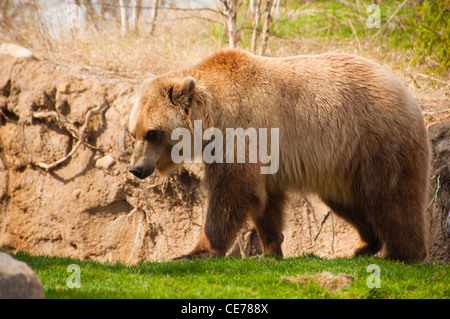 Un ours brun marcher sur l'herbe verte Banque D'Images