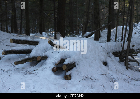 Pile de grumes coupées couvertes de neige Banque D'Images