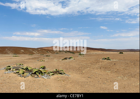 'Fossile vivant' épars Welwitschia mirabilis, les plantes. Messum Crater. Le Damaraland, Namibie Banque D'Images