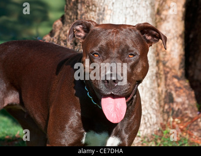 Un Pitt Bull Terrier standing in a park Banque D'Images