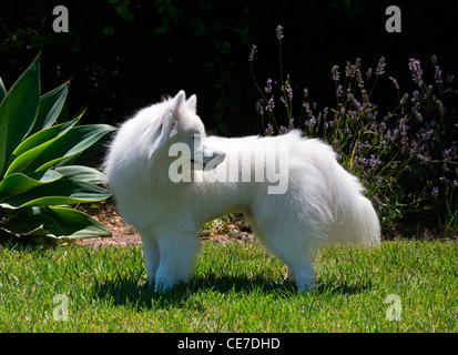 Un American Eskimo Dog standing on lawn in garden Banque D'Images