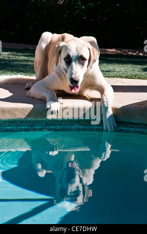 Un chiot Berger d'Anatolie de la piscine avec une patte dans l'eau Banque D'Images