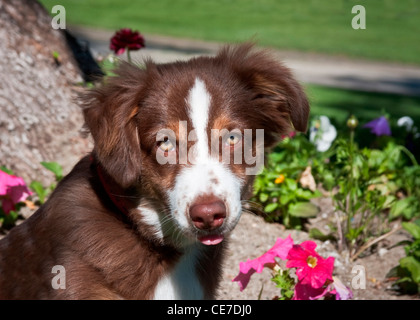 Portrait d'un Berger Australien chiot assis dans un jardin Banque D'Images