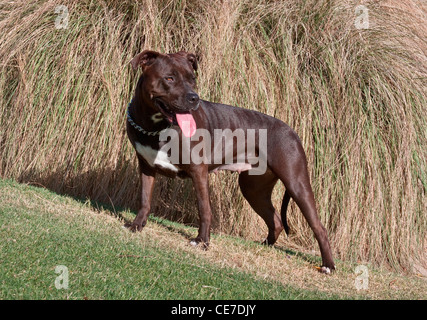 Un Pitt Bull Terrier chien par les hautes herbes dans un parc Banque D'Images