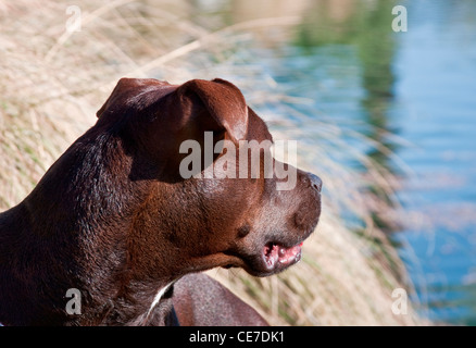 Portrait d'un American Pitt Bull Terrier chien regardant un lac Banque D'Images