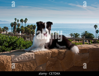 Un Border Collie allongé sur une paroi de rochers de grès surplombant l'Océan Pacifique Banque D'Images